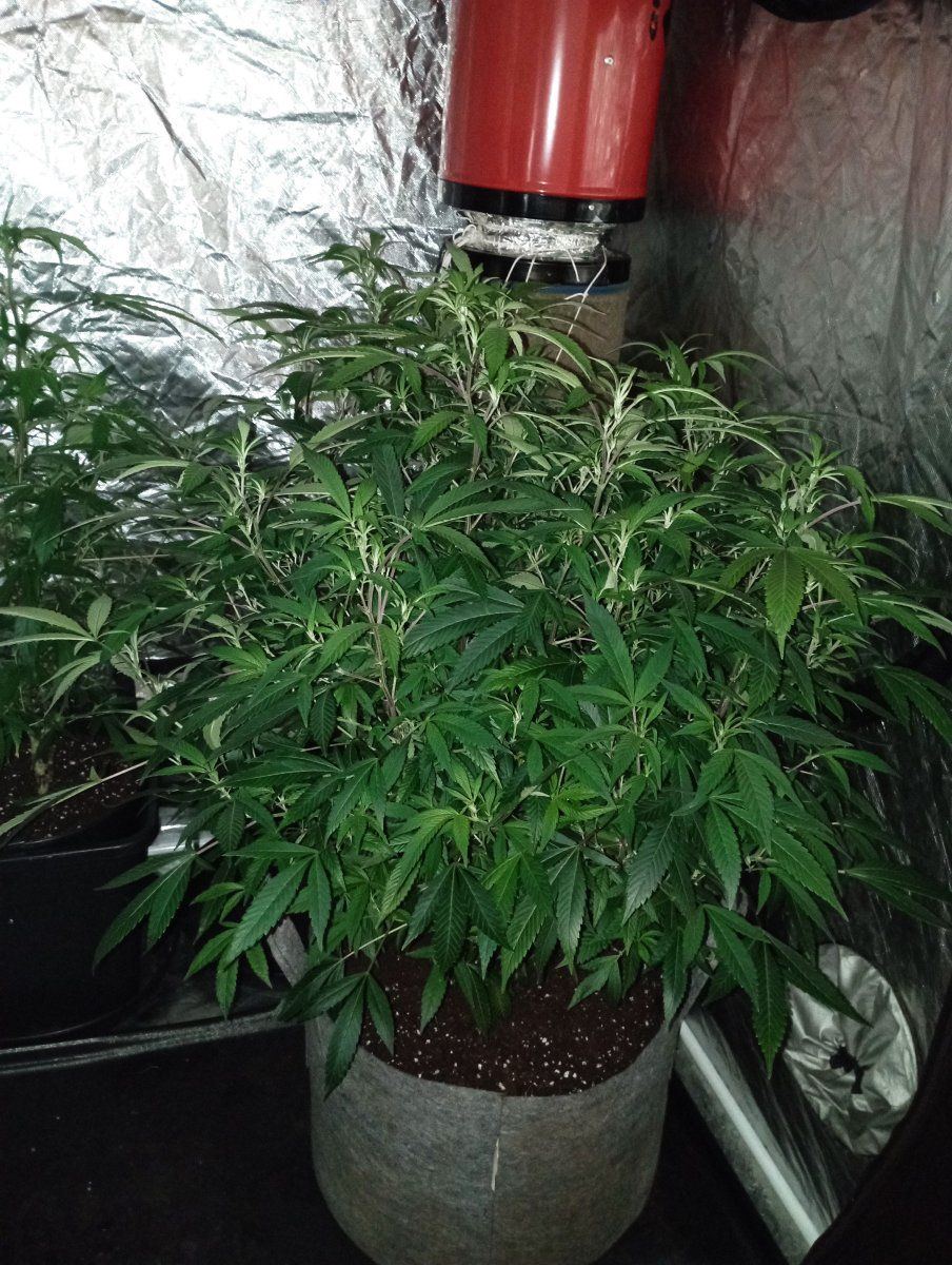 Bcpotup