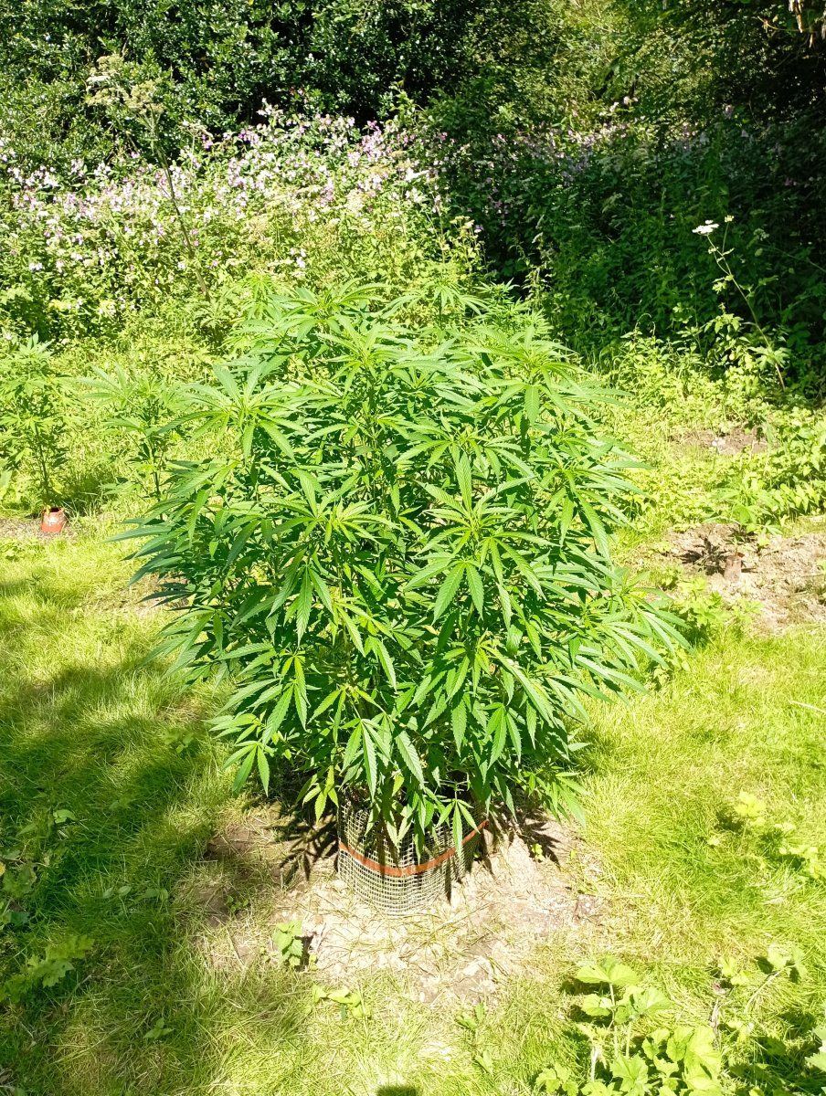 Bcr24