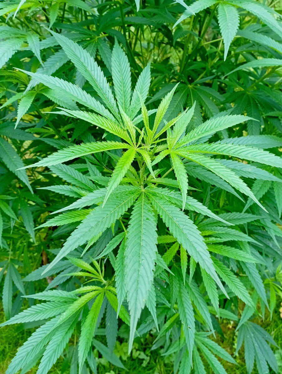 Bcrleaf