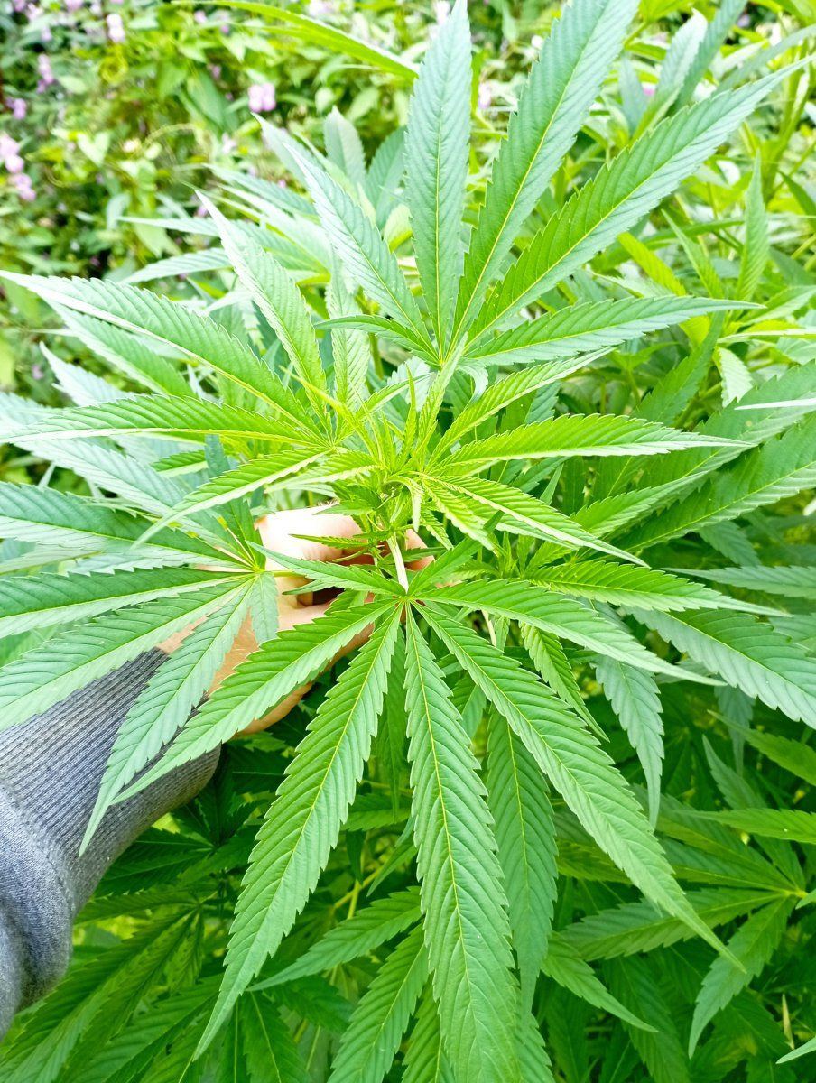 Bcrleafp
