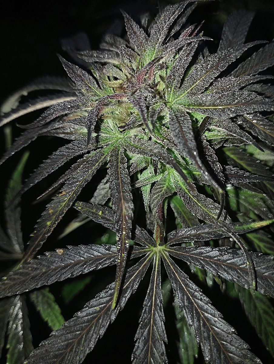 Bcroutdoor24