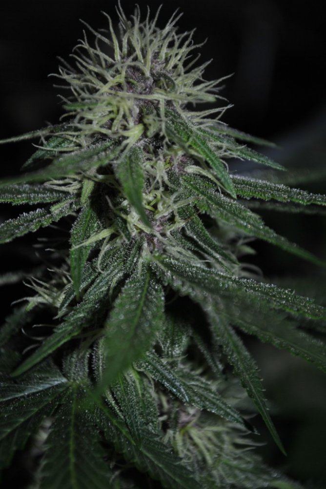 BCSDOJO 9 7 14 3