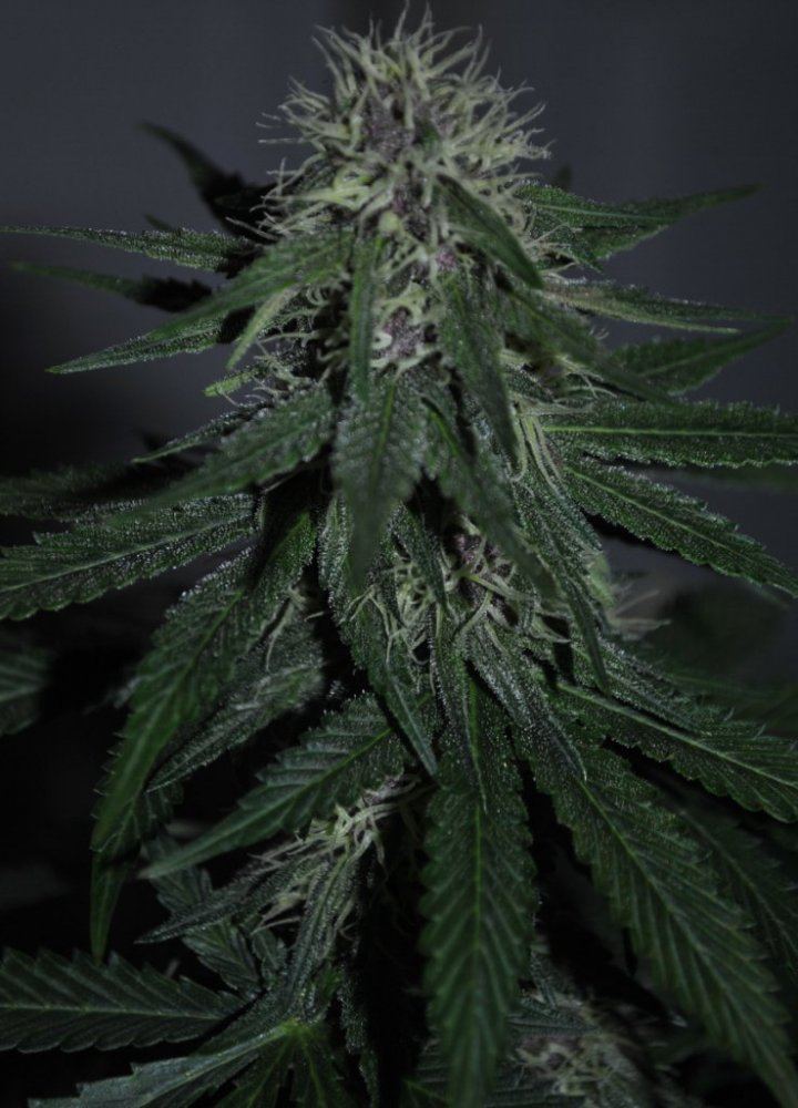 BCSDOJO FLOWER 9 7 14 1