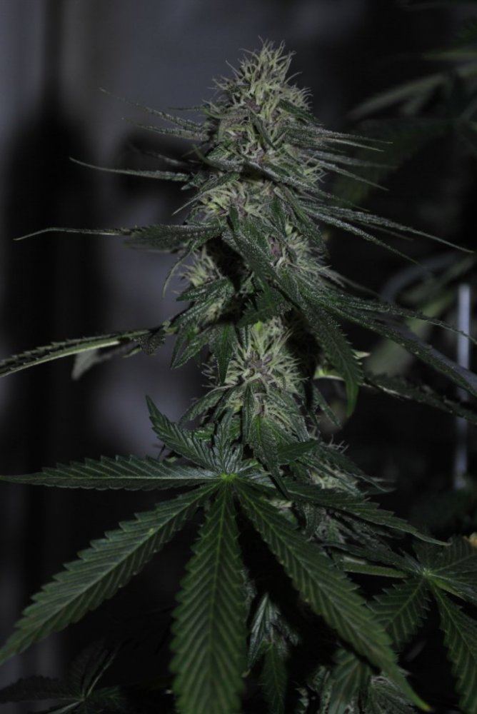 BCSDOJO FLOWER 9 7 14 2