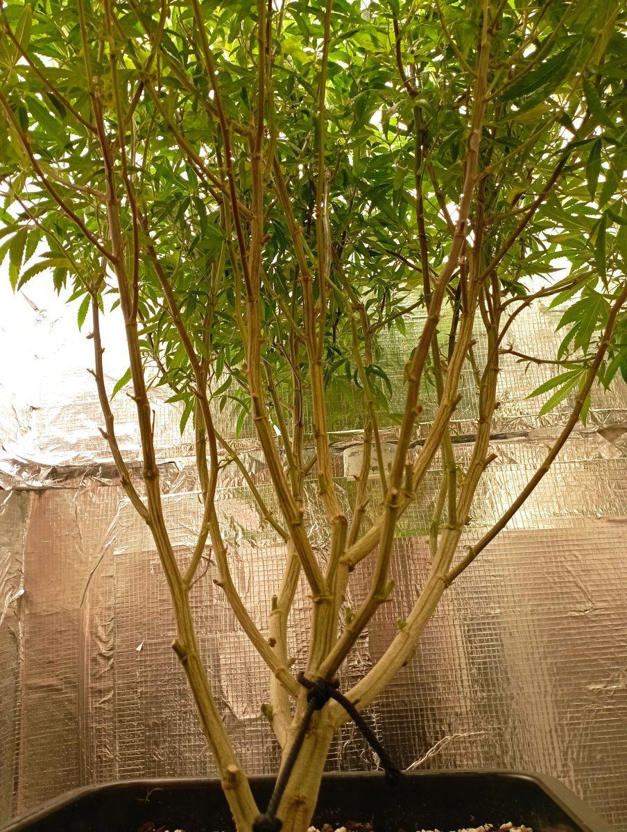 Bcstems
