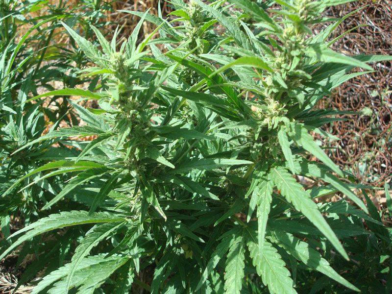 BCXAK47clone