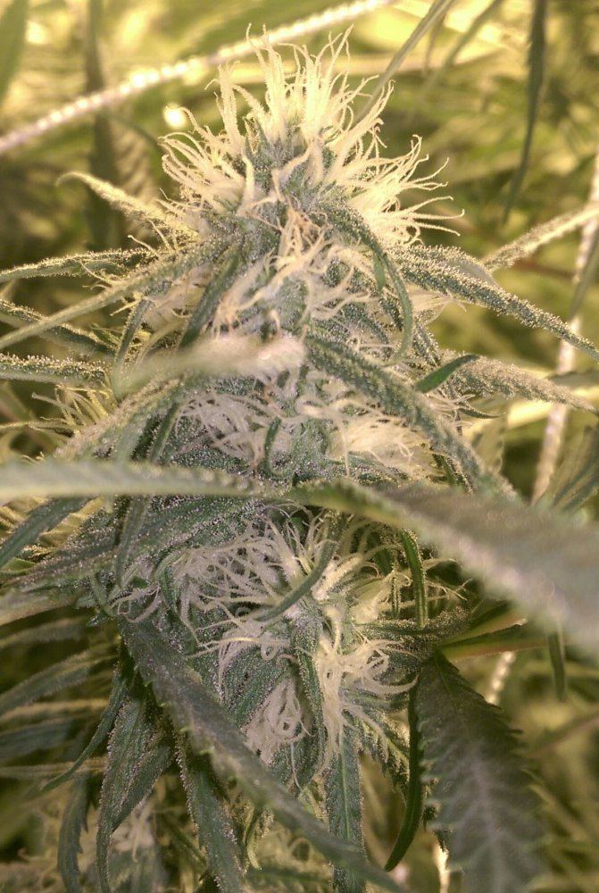 BDat24days