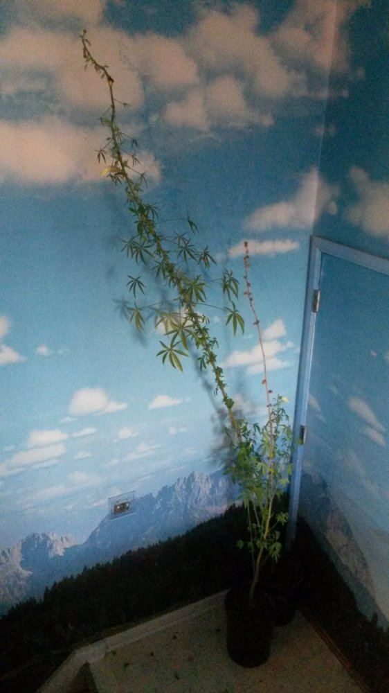 Bdseed3
