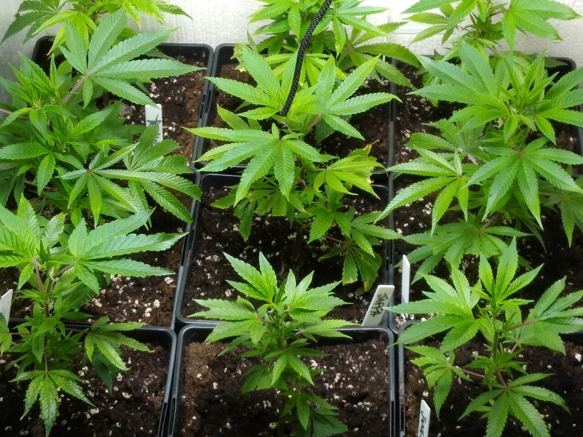 Beadles first proper grow