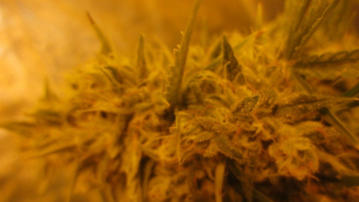 Beanerstang haze harvest window 005