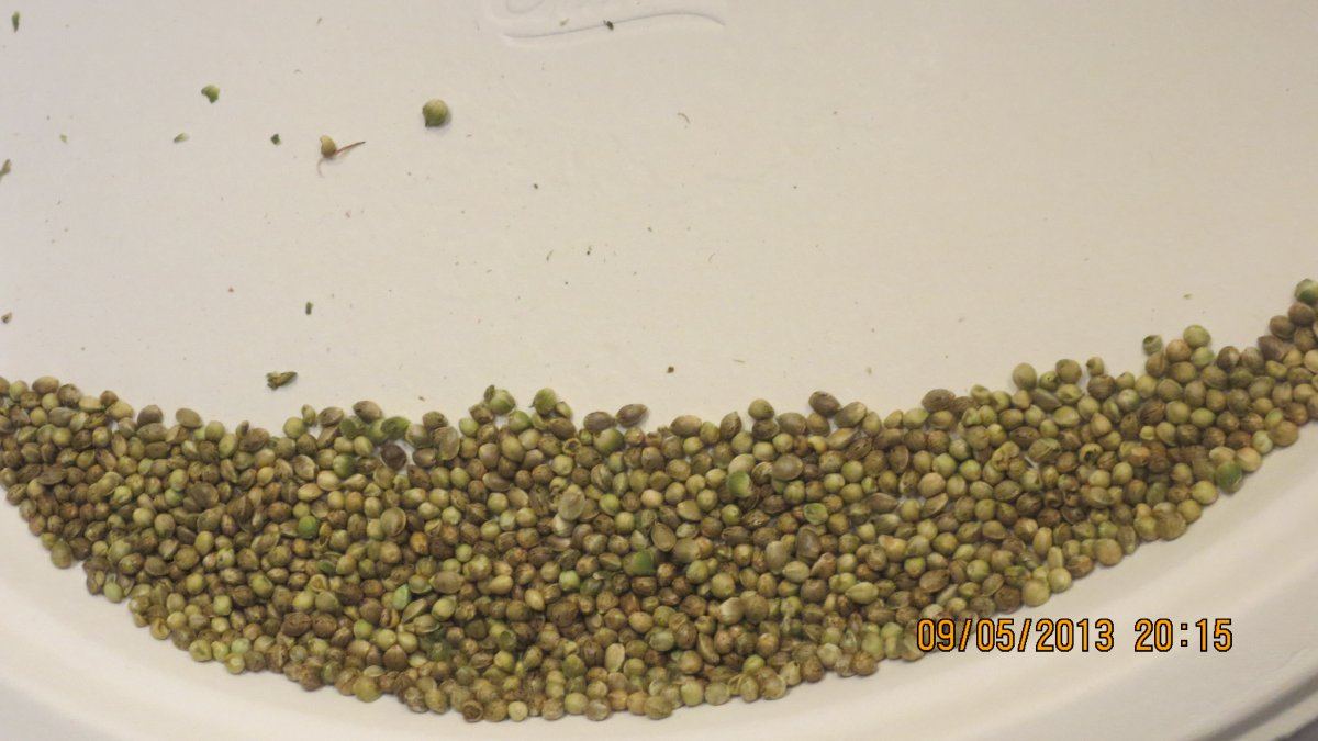 Beans 001