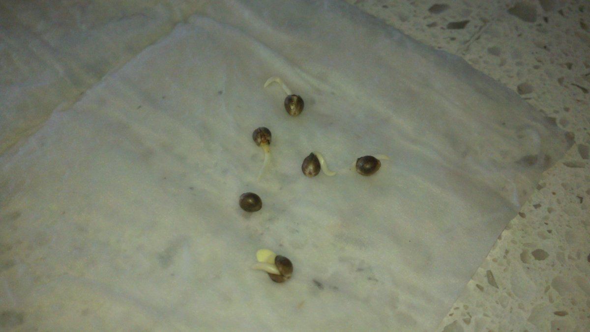 Beans