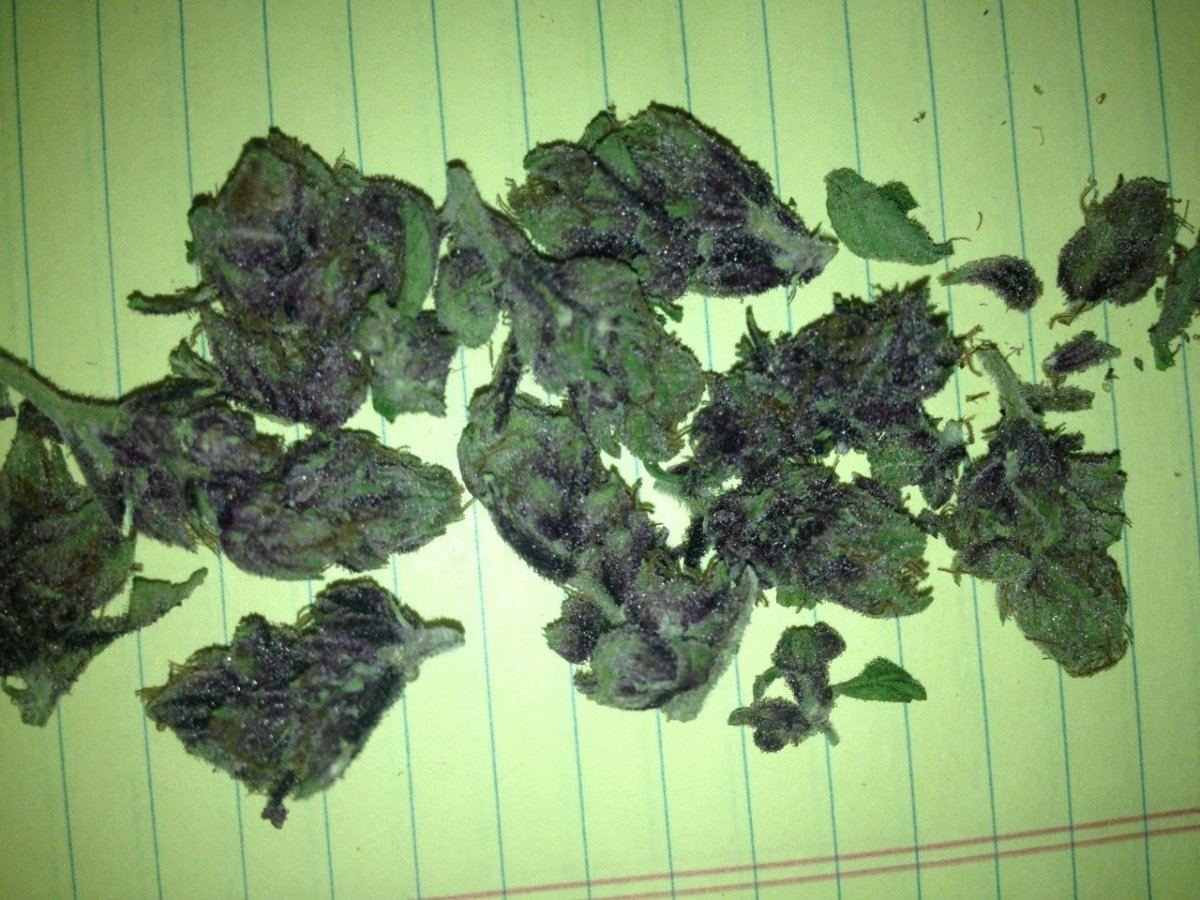 Bear candy from bag seed