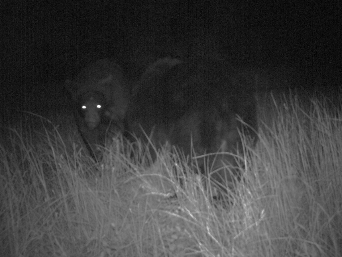 Bear