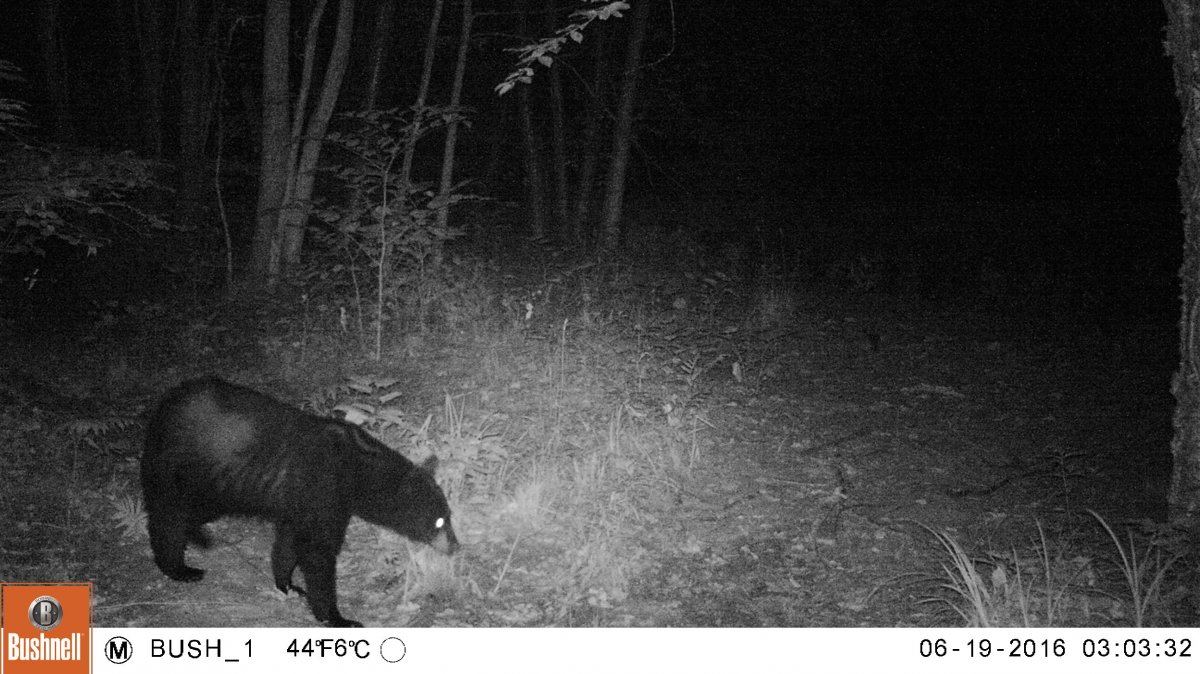 Bear