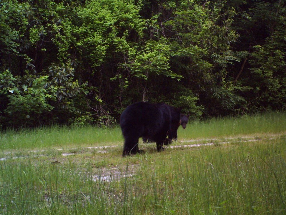 Bear2