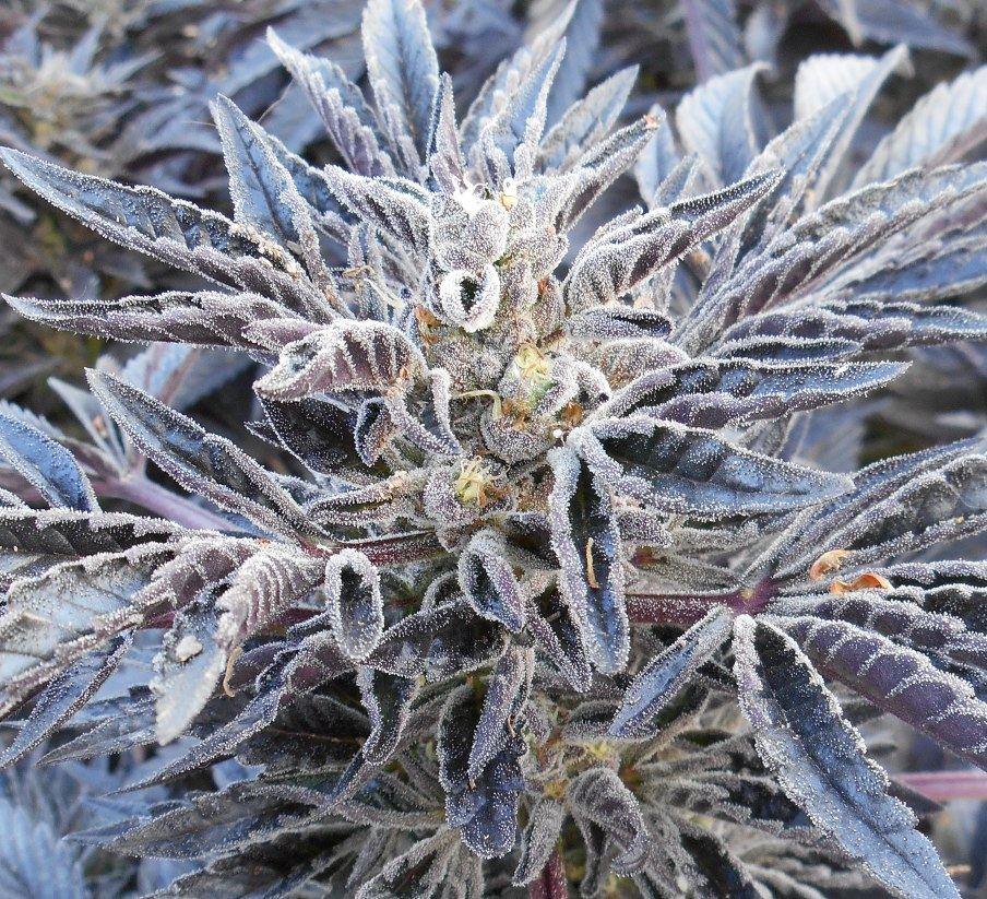 Bedcookiecloseup44