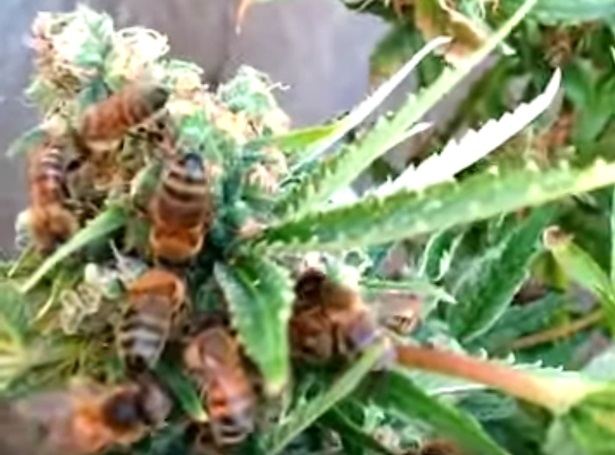 Bee