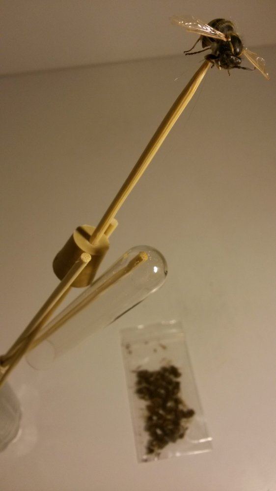 Bee2