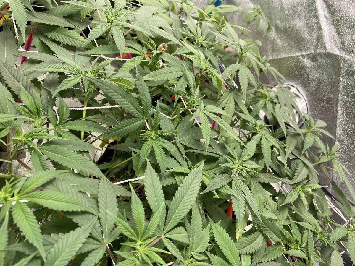 Been in flower a week maybeshould i defoliate under the canopy