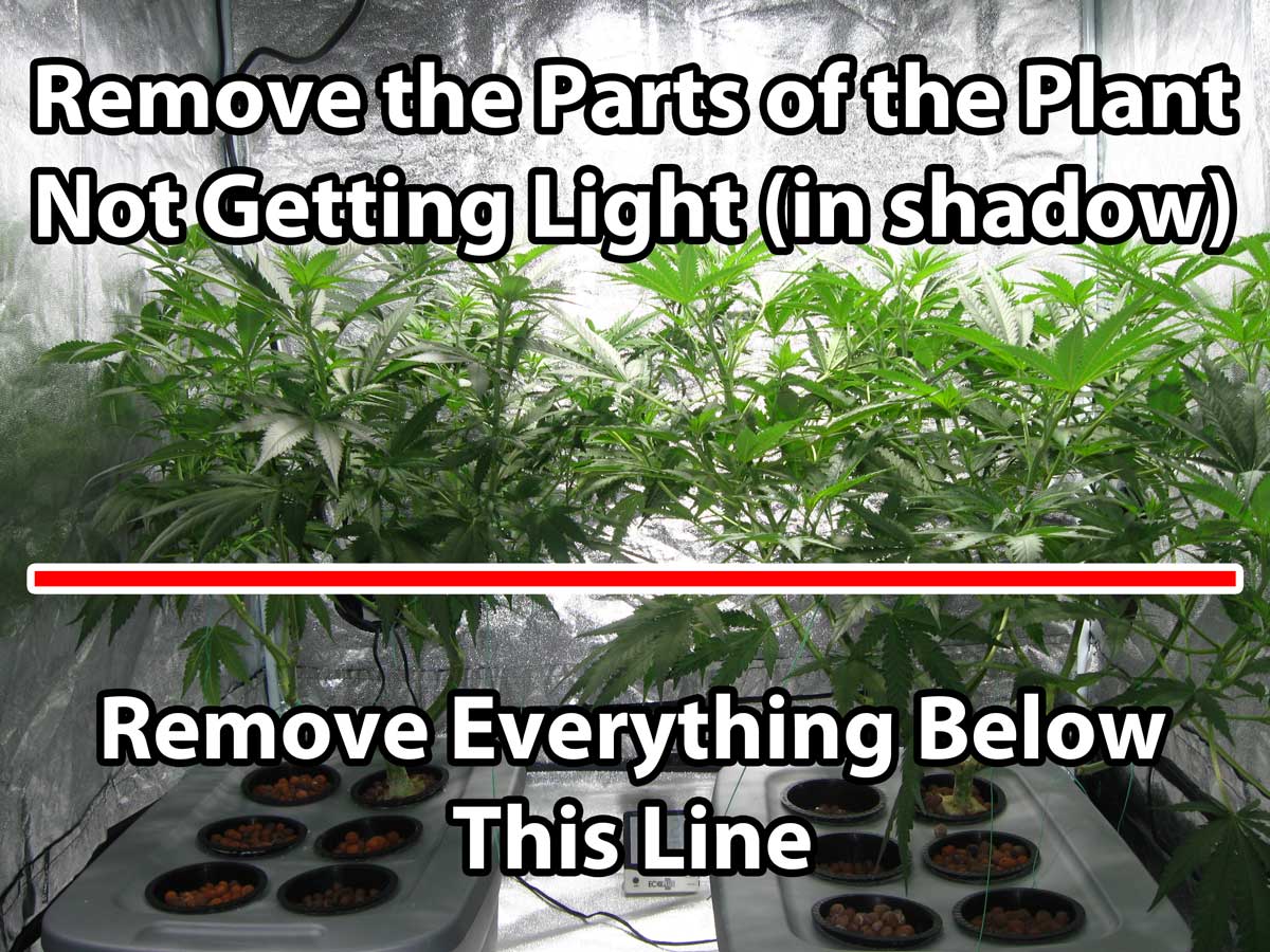 Before switch to flowering stage remove everything in darkness