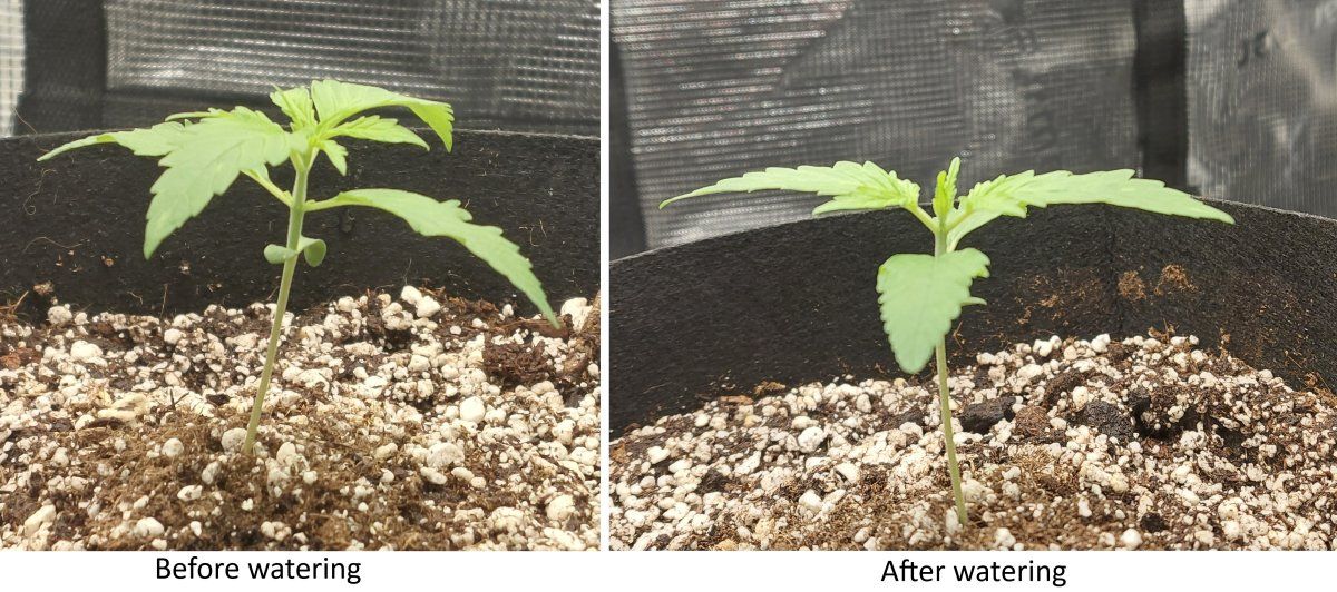 Before and after watering