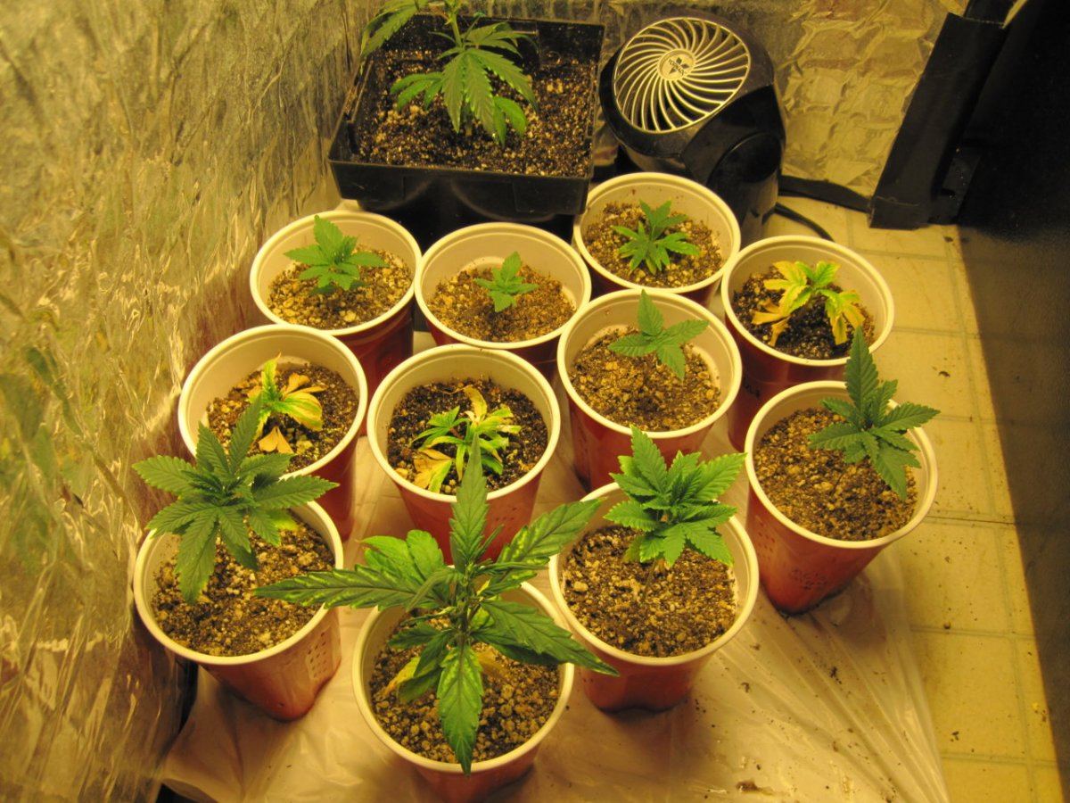 BeforeTransplants