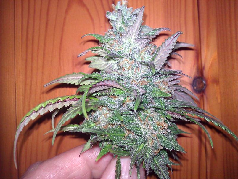 Begining week 8 Alien Bubba Crack