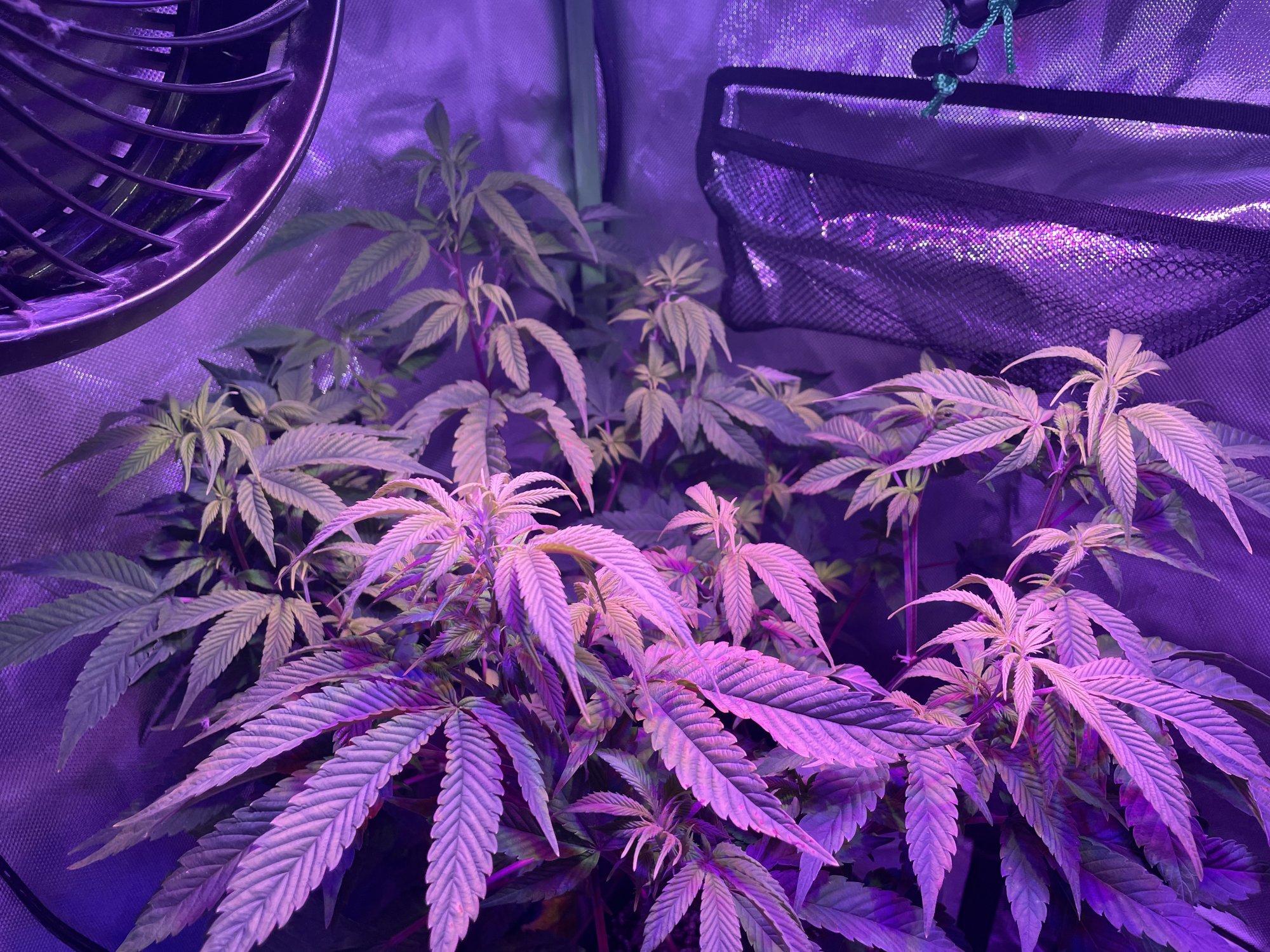 Beginner grower in need of help 4