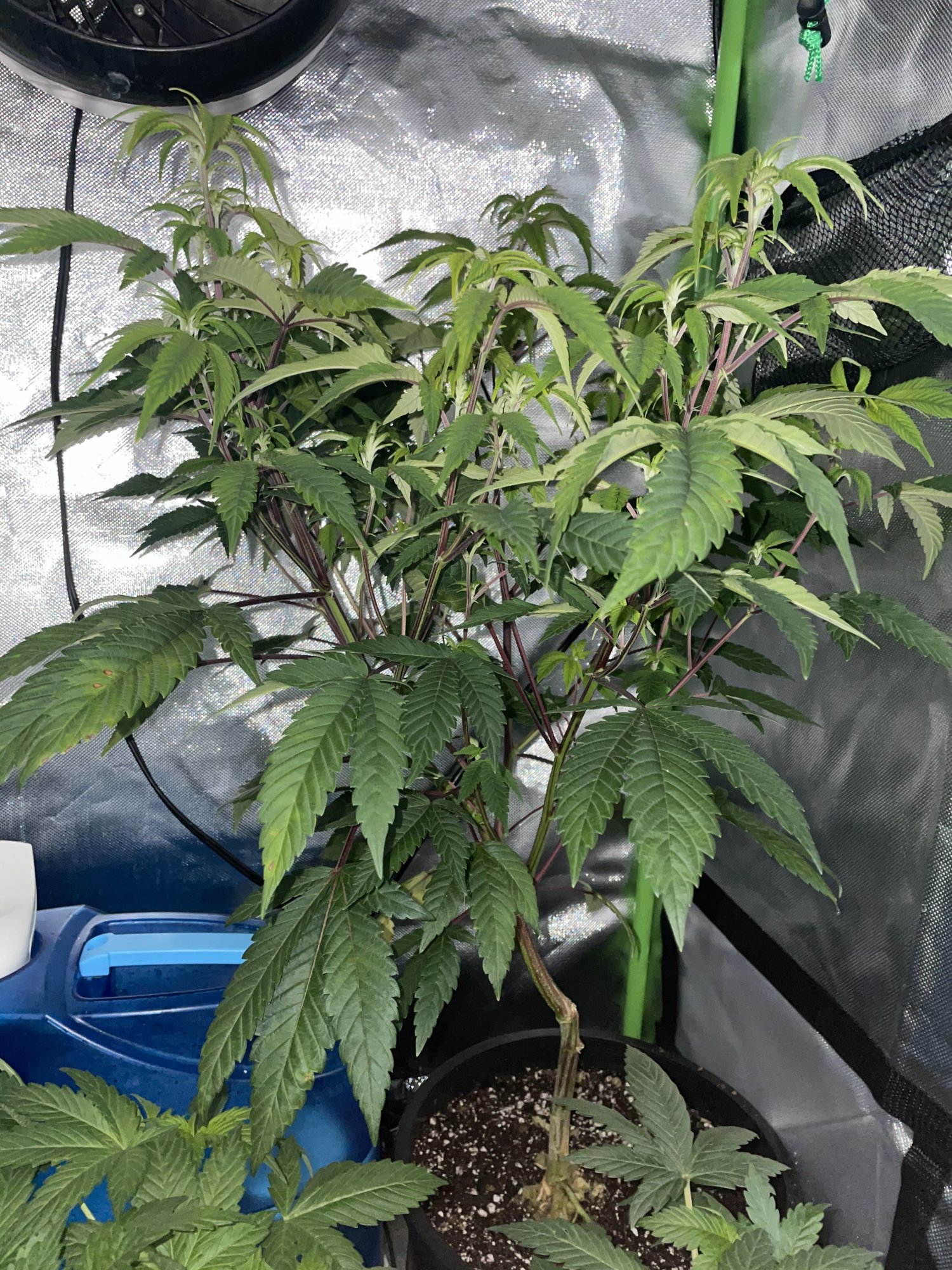 Beginner grower in need of help 5