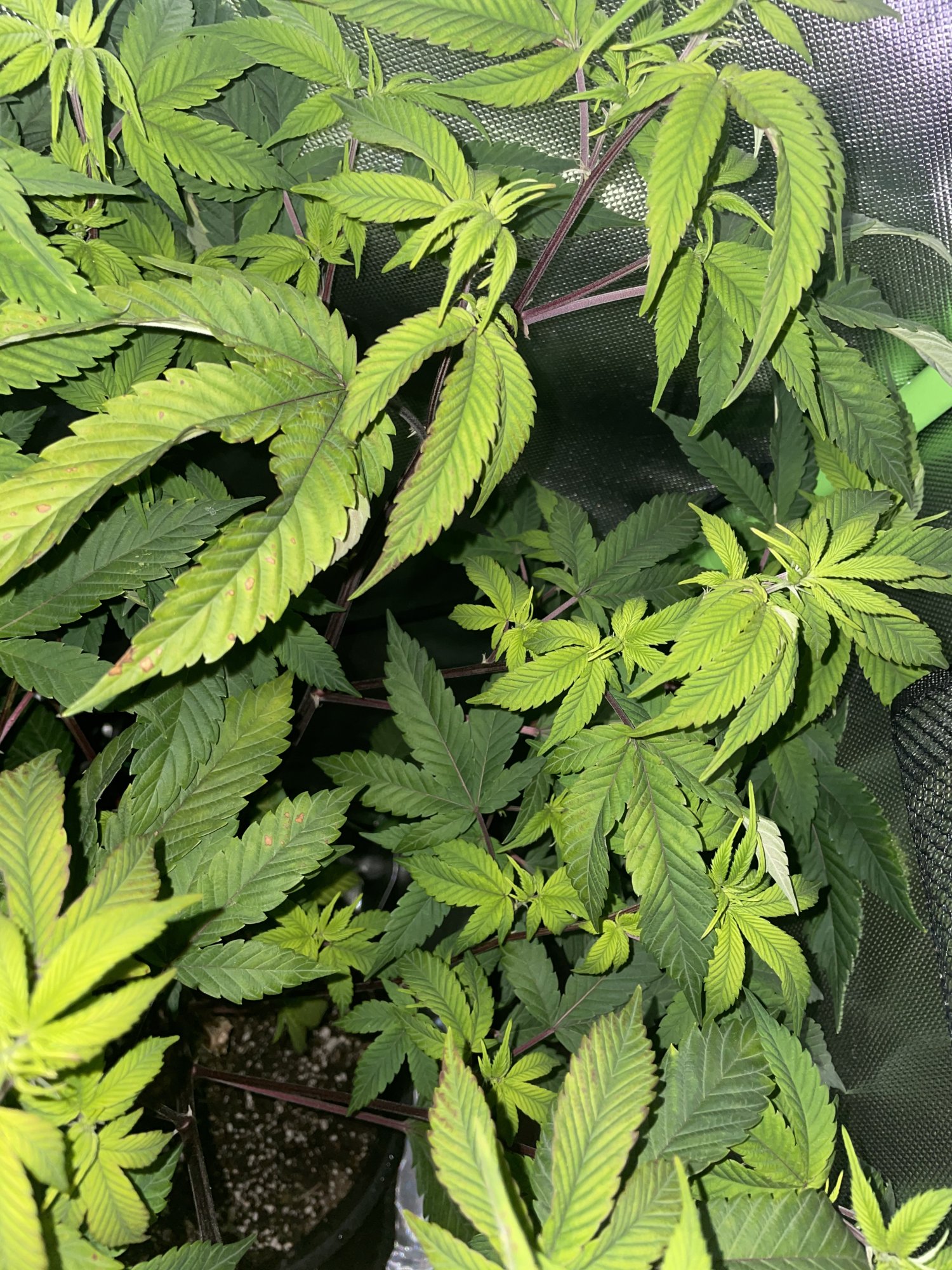 Beginner grower in need of help 6