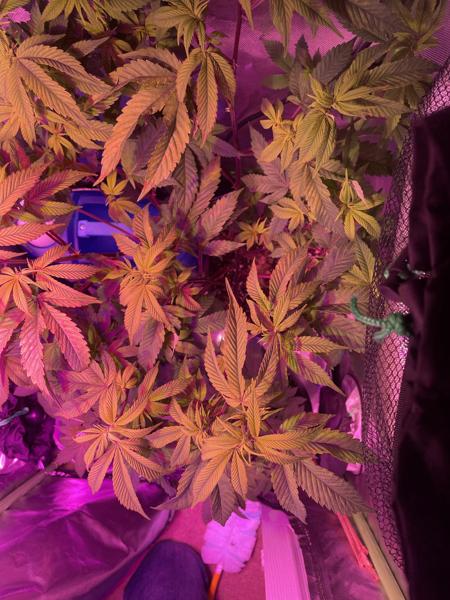 Beginner grower in need of help 7