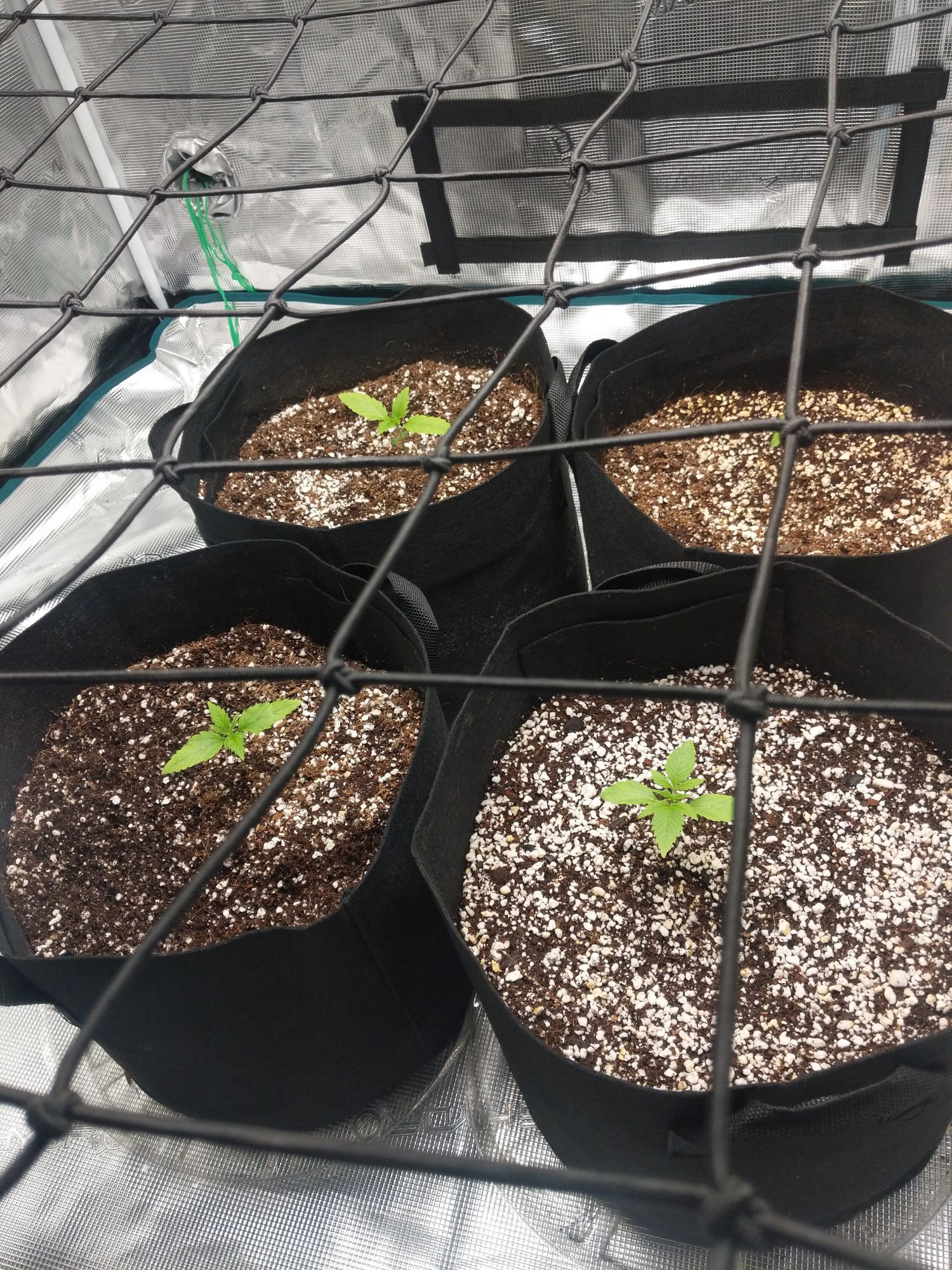 Beginner here could i get some opinions on this 4x4 autogrow
