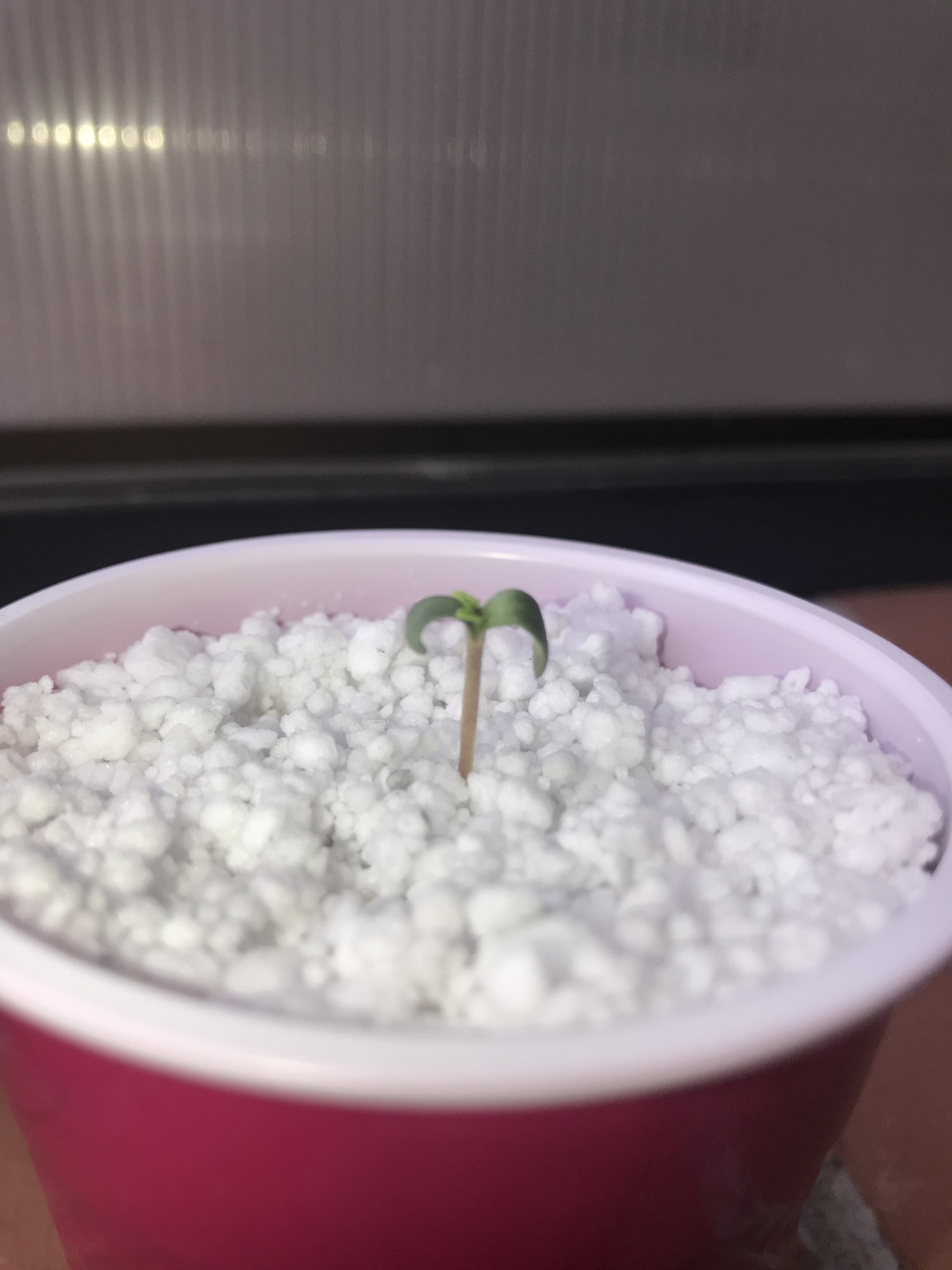 Beginner here woke up to a droopy seedling help please 3
