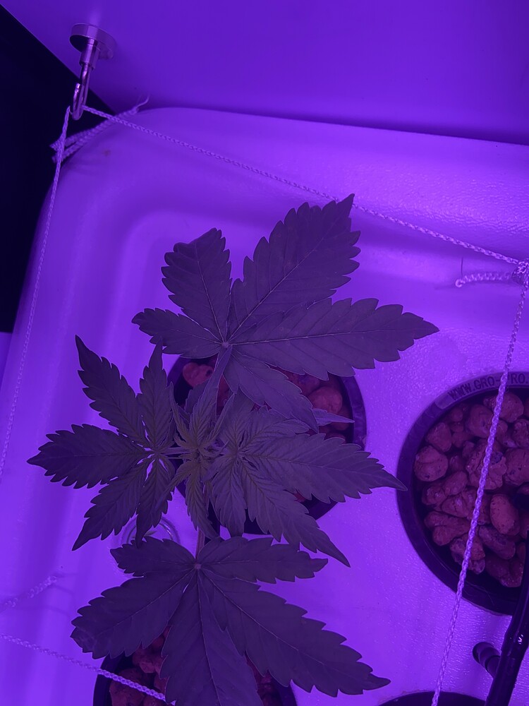 Beginner hydro question about plant 2