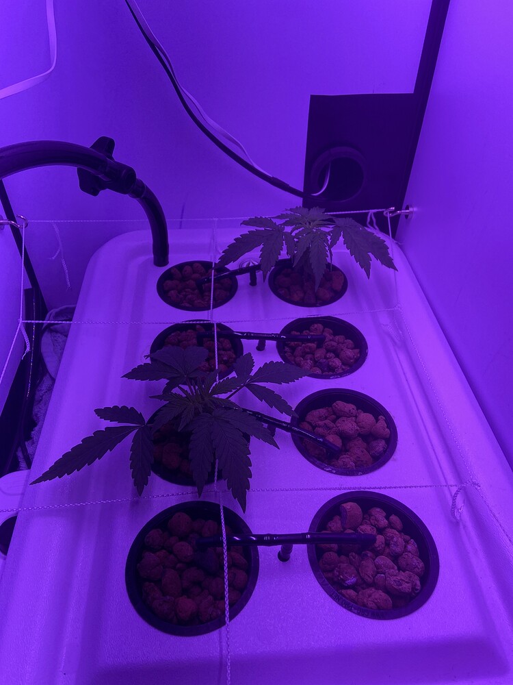 Beginner hydro question about plant 3