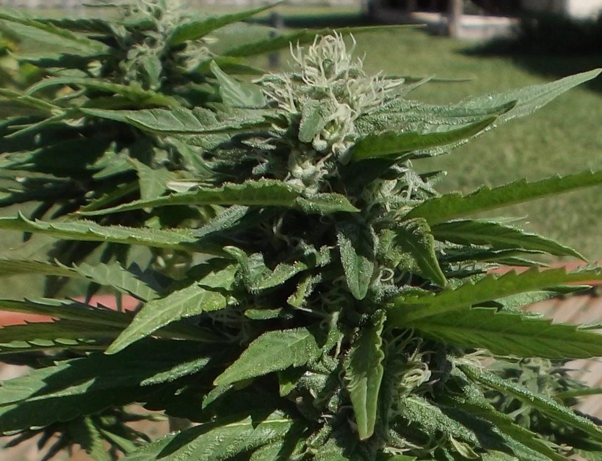 bud.jpg