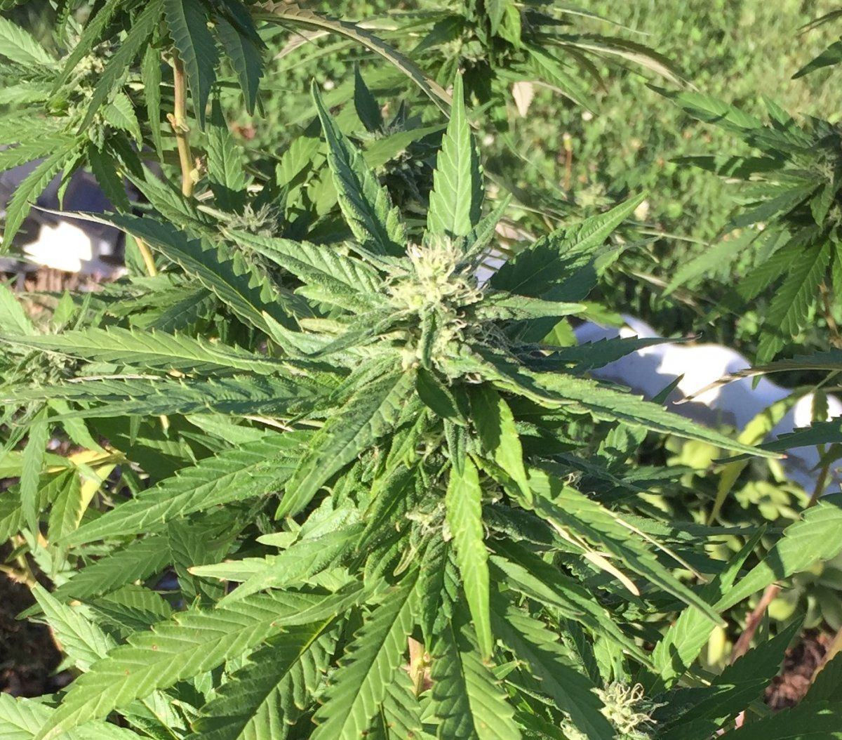 bud2.JPG