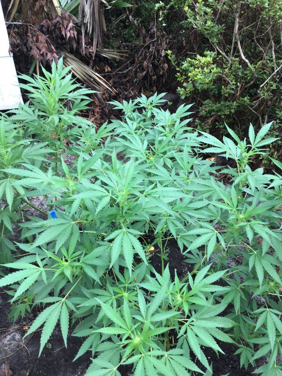 Beginning flowering stage nutrient requirements assistance 3