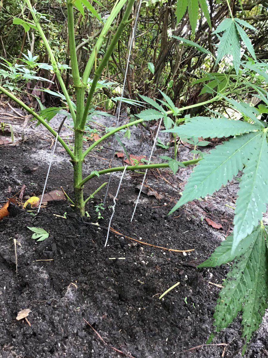 Beginning flowering stage nutrient requirements assistance 4