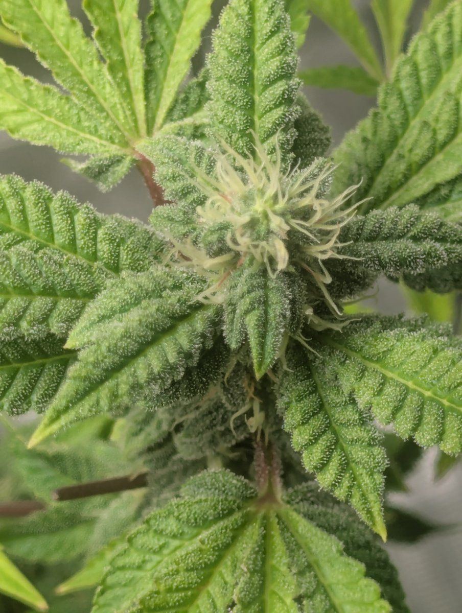 Beginning of fourth week of flower 3