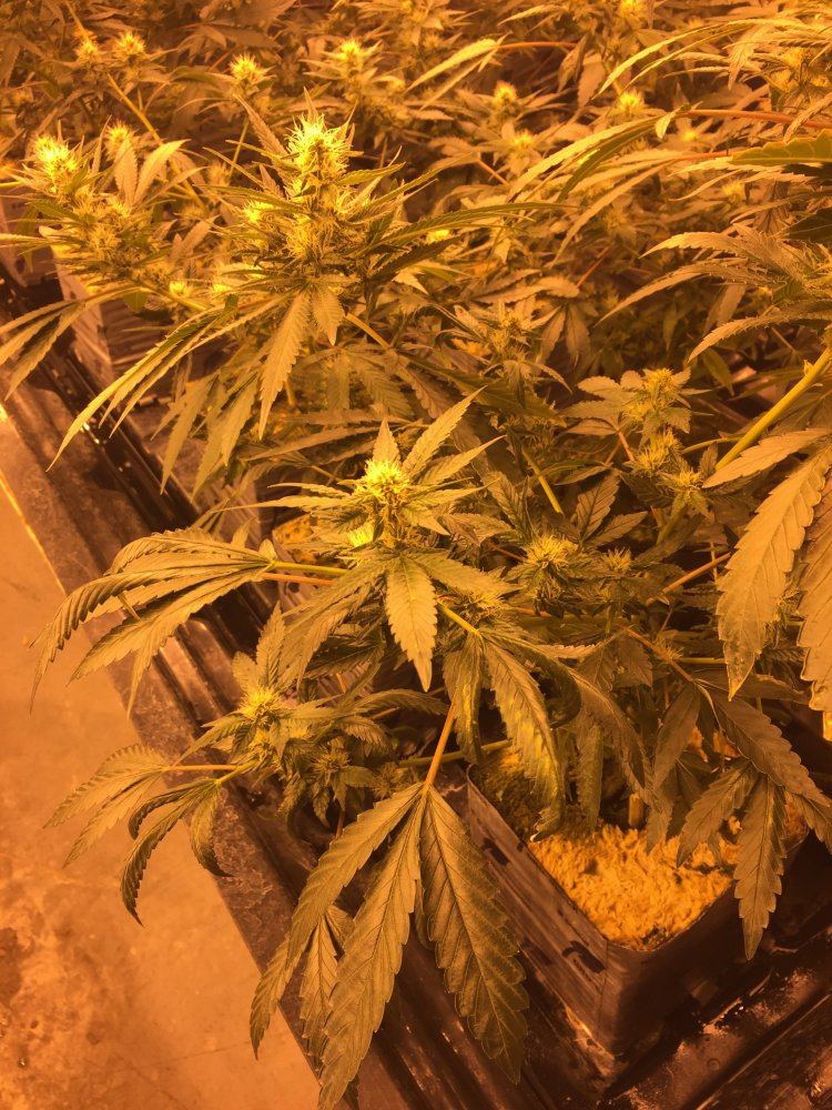 Beginning of week 5 of flower and buds have not gotten any bigger the past 2 weeks 2
