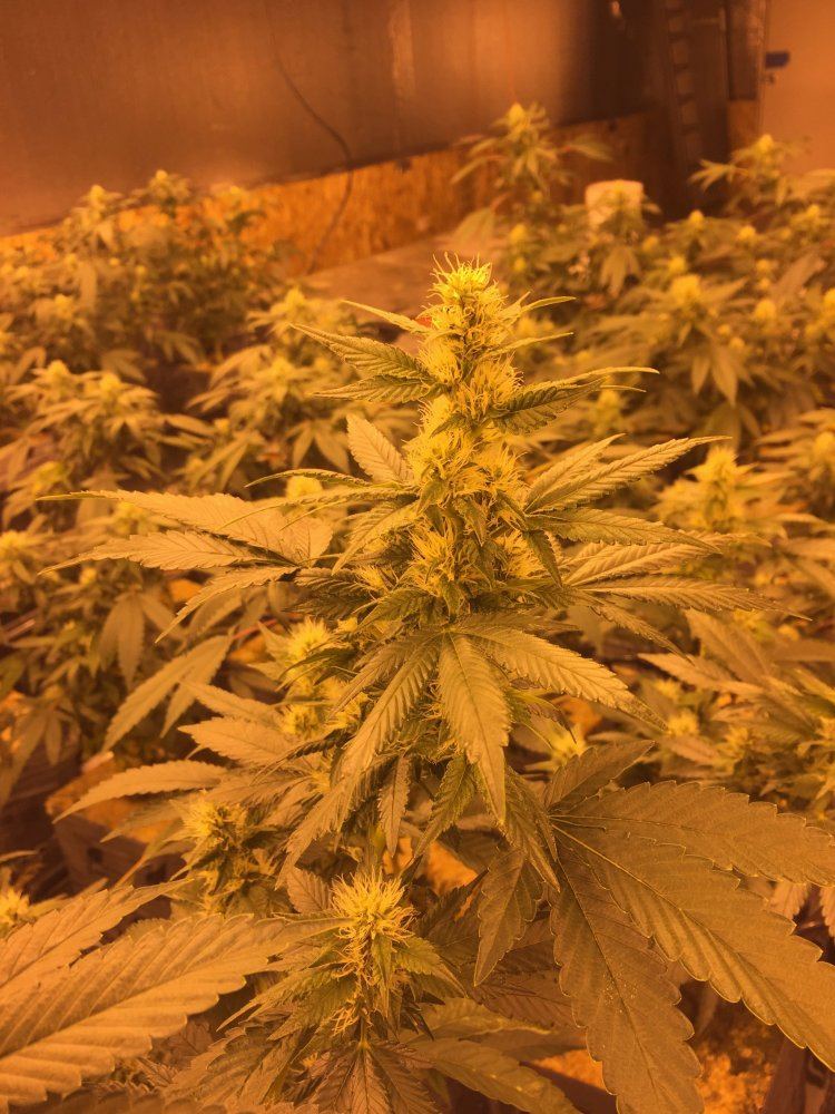 Beginning of week 5 of flower and buds have not gotten any bigger the past 2 weeks 4