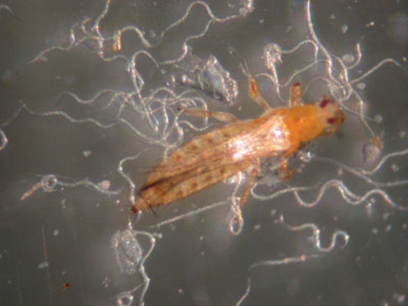 Beneficial insects 15
