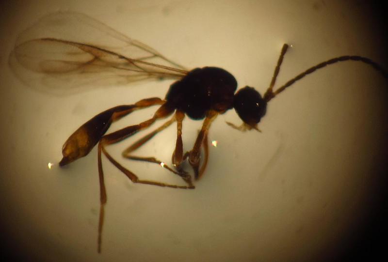 Beneficial insects 6