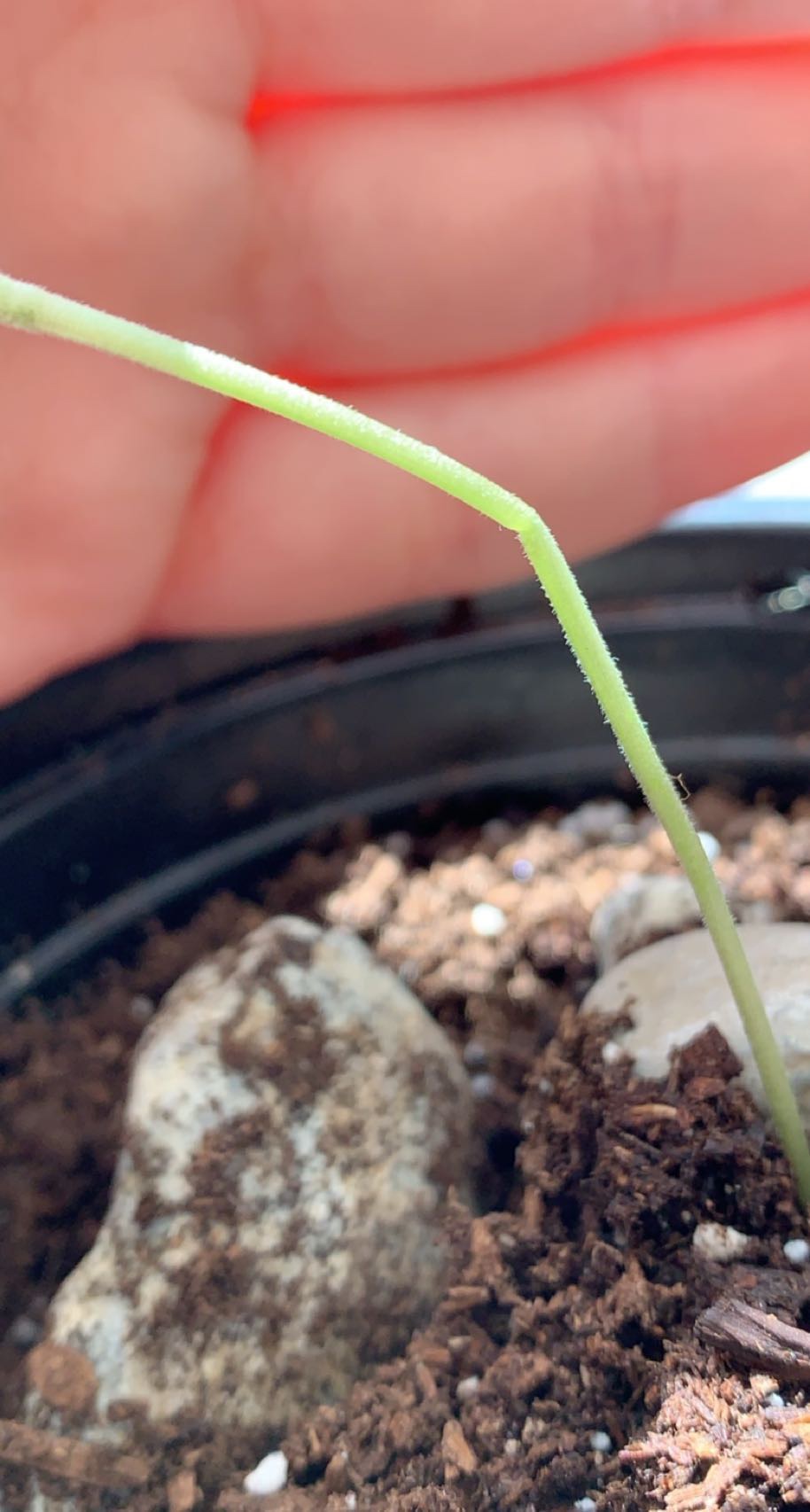 Bent 6 day old seedling stem 2