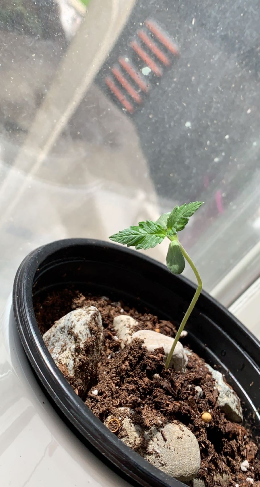 Bent 6 day old seedling stem
