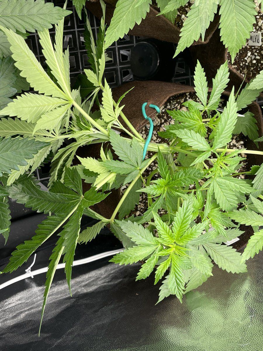 Bent stem do i need to fix this 4