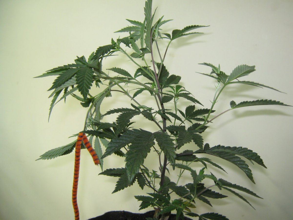 BentCookie122