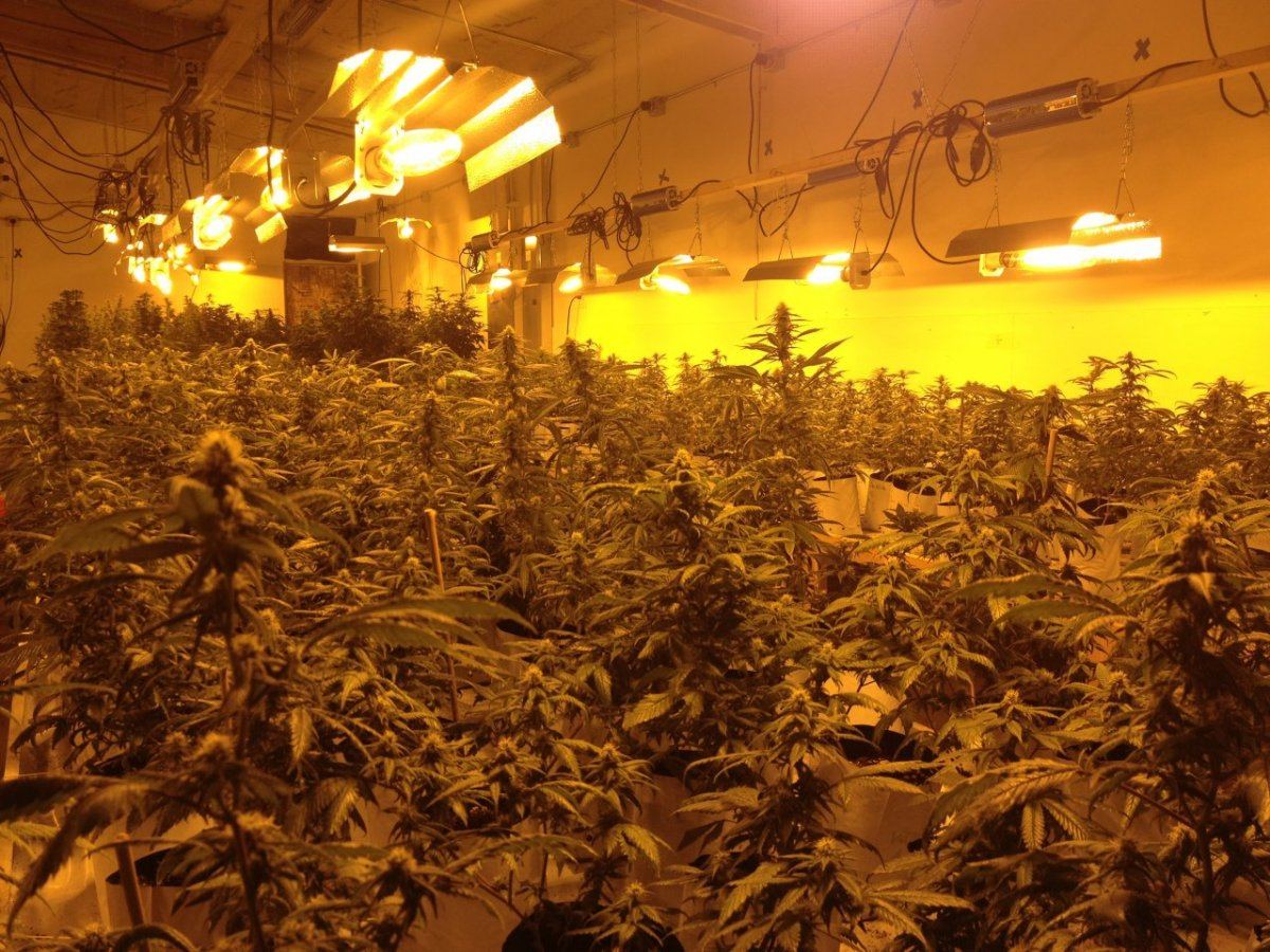Berkeley Blues early week 4